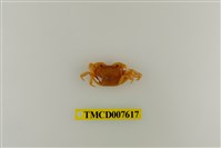 藏品(蔡氏澤蟹)的圖片